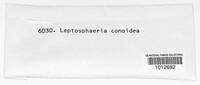 Leptosphaeria conoidea image